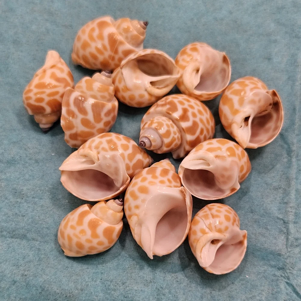 Babylonia Spirata - Various Sizes
